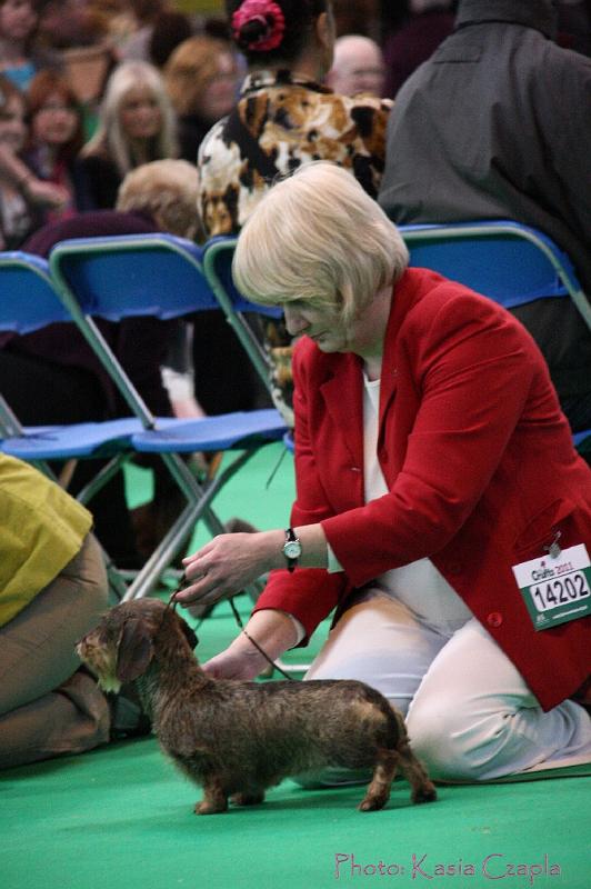 Crufts2011_2 1578.jpg